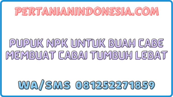 Pupuk NPK Untuk Buah Cabe Membuat Cabai Tumbuh Lebat